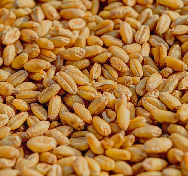 Продажа зерна пшеницы